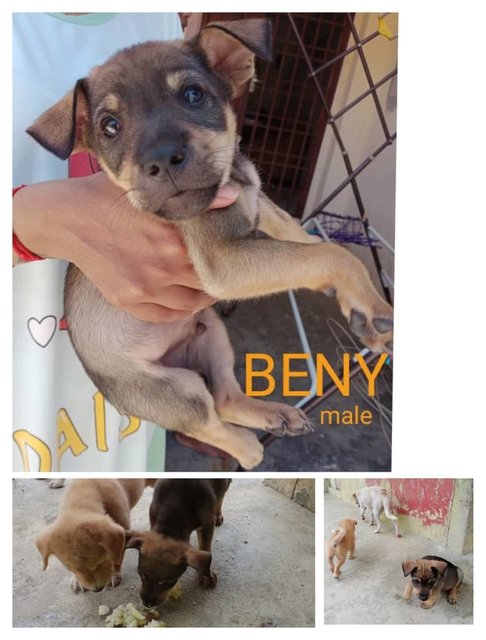 Beny - Labrador Retriever Mix Dog