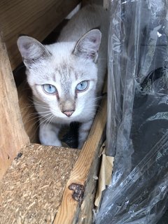 Coffee Boy  - Siamese + Domestic Short Hair Cat