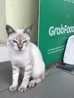 Coffee Boy  - Siamese + Domestic Short Hair Cat