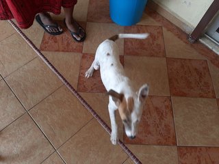 Spayed Chique Klang - Mixed Breed Dog