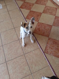 Spayed Chique Klang - Mixed Breed Dog