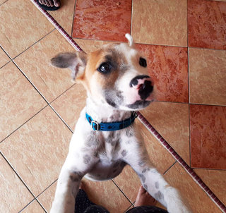 Spayed Chique Klang - Mixed Breed Dog