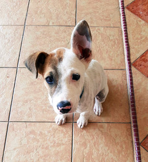 Spayed Chique Klang - Mixed Breed Dog