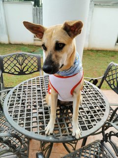 Chocolate Girl - Mixed Breed Dog