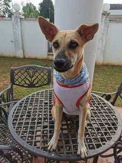 Chocolate Girl - Mixed Breed Dog