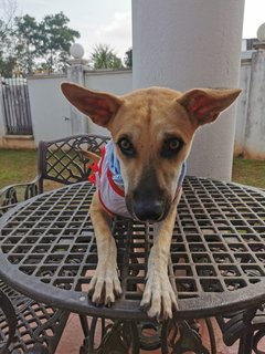 Chocolate Girl - Mixed Breed Dog