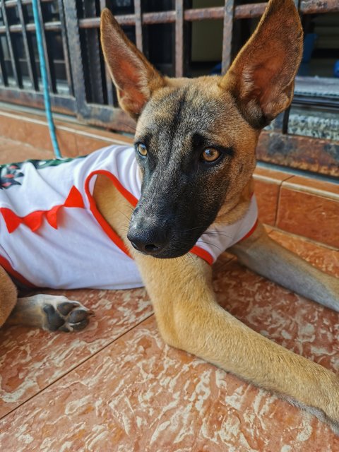 Chocolate Boy - Mixed Breed Dog