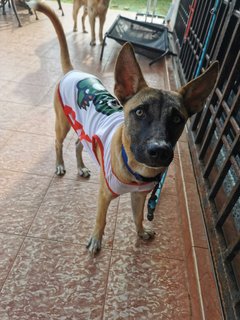 Chocolate Boy - Mixed Breed Dog