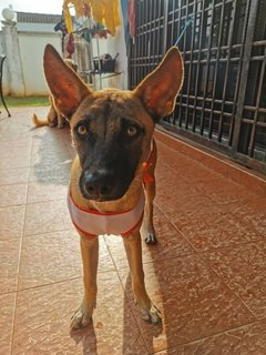 Chocolate Boy - Mixed Breed Dog