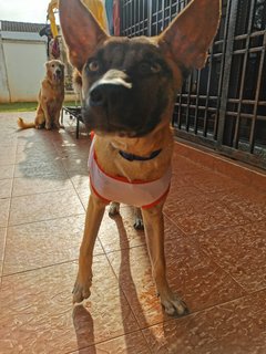 Chocolate Boy - Mixed Breed Dog