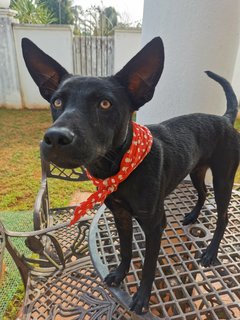 Hey Boy - Mixed Breed Dog