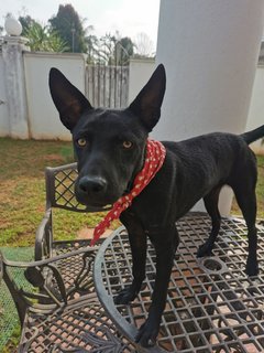 Hey Boy - Mixed Breed Dog