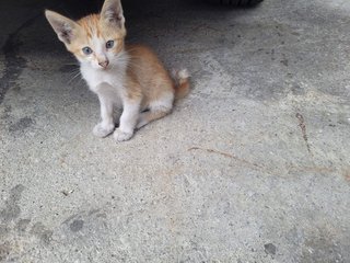 Haohao  - Domestic Short Hair Cat