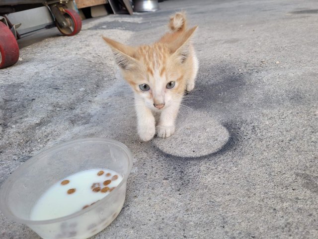 Haohao  - Domestic Short Hair Cat