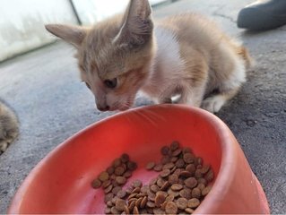 Haohao  - Domestic Short Hair Cat