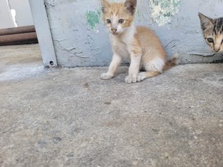 Haohao  - Domestic Short Hair Cat