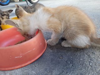 Haohao  - Domestic Short Hair Cat