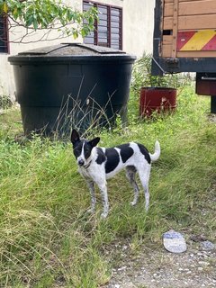 Anna 小花 - Mixed Breed Dog