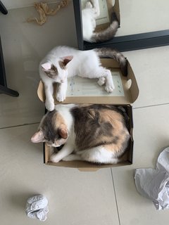 Loves shoe boxes!