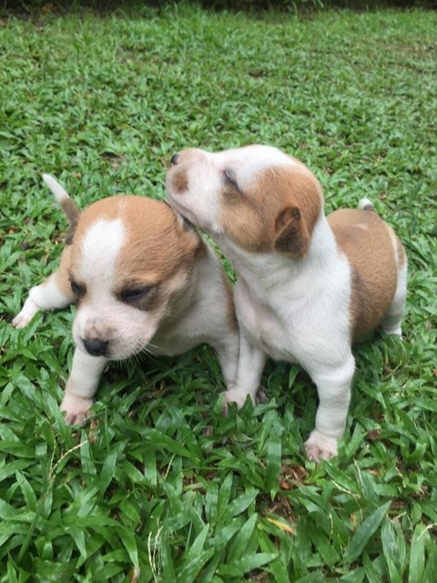 Po And Pebbles  - Mixed Breed Dog