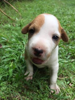 Po And Pebbles  - Mixed Breed Dog