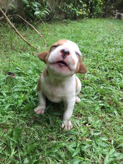 Po And Pebbles  - Mixed Breed Dog