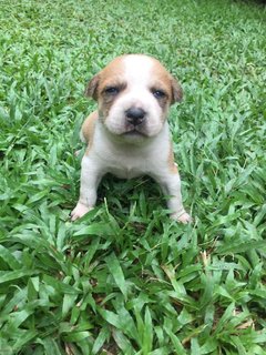 Po And Pebbles  - Mixed Breed Dog