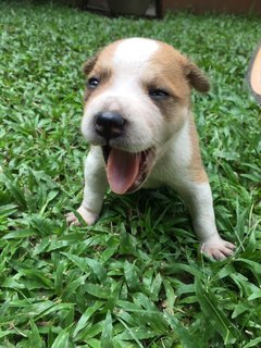 Po And Pebbles  - Mixed Breed Dog