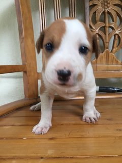 Po And Pebbles  - Mixed Breed Dog