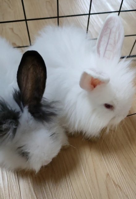 Bobo And Lily - Bunny Rabbit + Angora Rabbit Rabbit