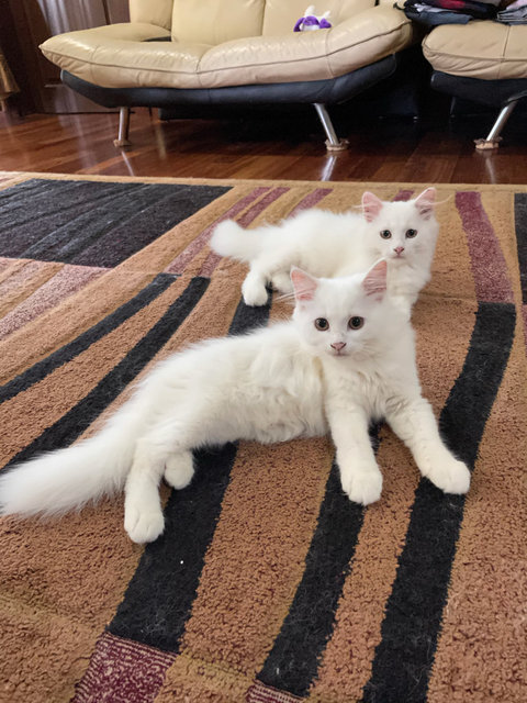 White Fluffy Kitten - Persian Cat