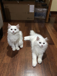 White Fluffy Kitten - Persian Cat