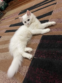 White Fluffy Kitten - Persian Cat