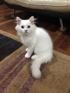 White Fluffy Kitten - Persian Cat