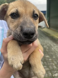 Pinsy - Mixed Breed Dog