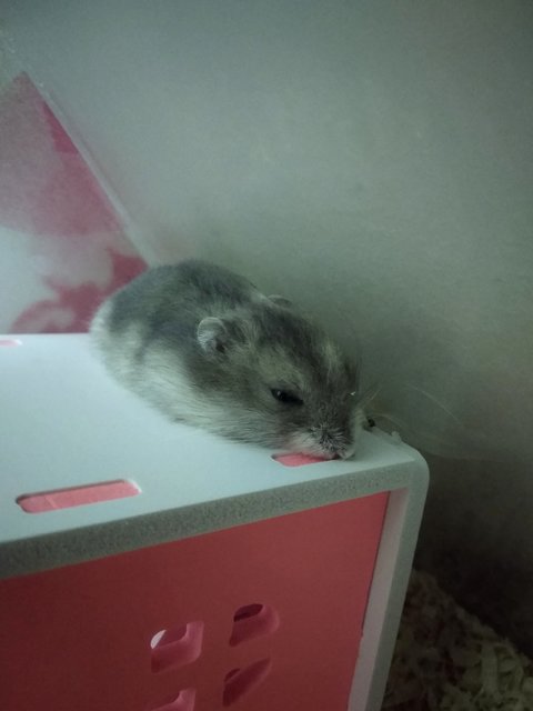 Snowash - Short Dwarf Hamster Hamster