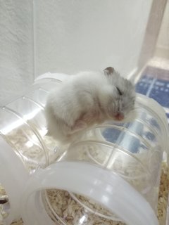 Snowash - Short Dwarf Hamster Hamster