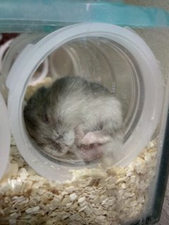 Snowash - Short Dwarf Hamster Hamster