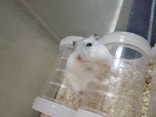 Snowash - Short Dwarf Hamster Hamster