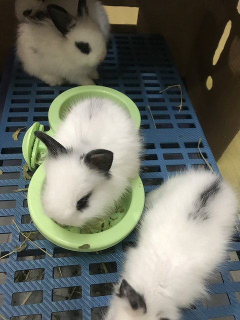 Bouncy And Siblings  - Hotot + New Zealand Rabbit