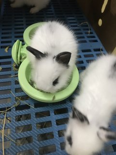 Bouncy And Siblings  - Hotot + New Zealand Rabbit