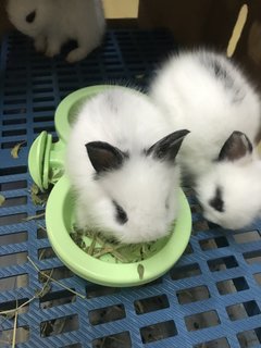 Bouncy And Siblings  - Hotot + New Zealand Rabbit