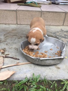 Po - Mixed Breed Dog