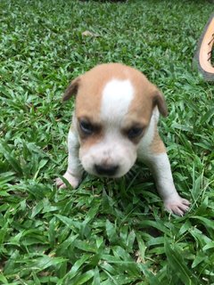 Po - Mixed Breed Dog