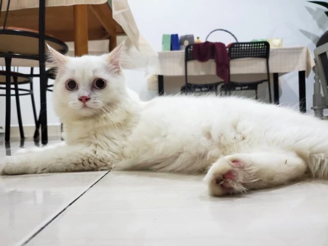 Soya - Domestic Medium Hair Cat