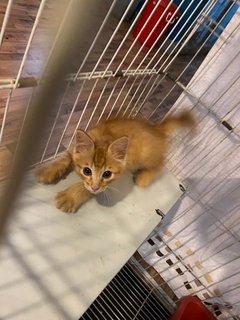 Orange - Domestic Medium Hair Cat