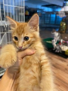 Orange - Domestic Medium Hair Cat