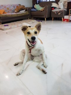 Jolie - Mixed Breed Dog