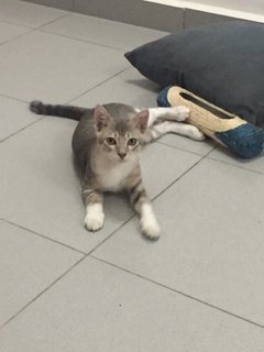 Taeyang - Domestic Short Hair Cat