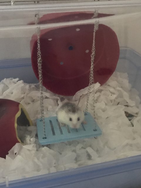 Ochi - Roborovsky's Hamster Hamster